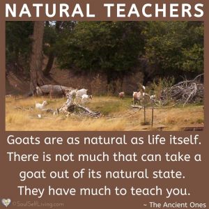Natural Teachers